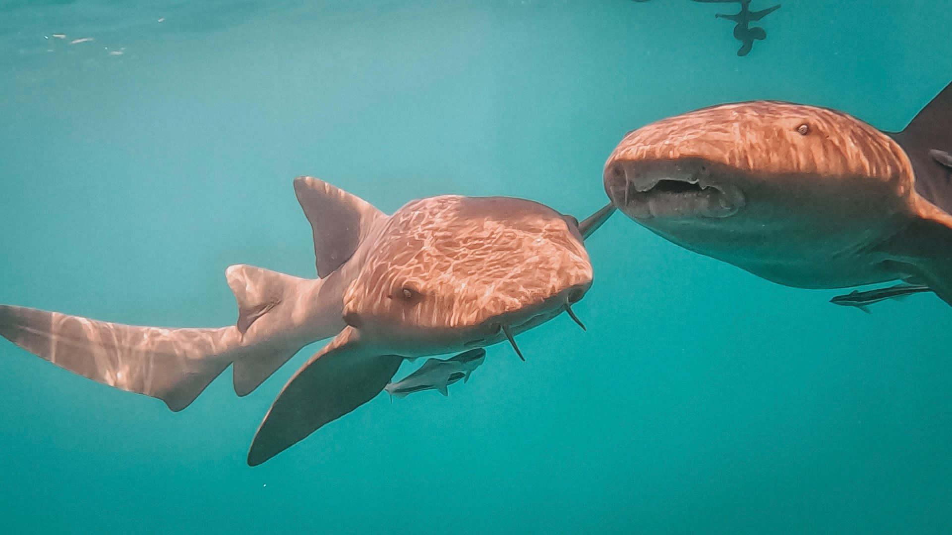 Coco Bandera Aerial View
