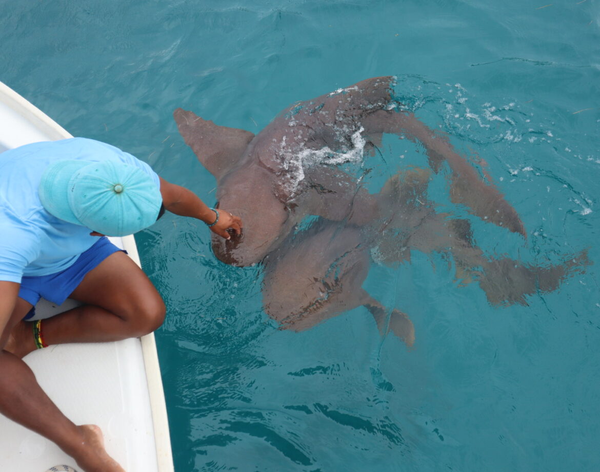 Nomad Sailors_San Blas Islands_Panama_Guna Yala People 3_Sharks